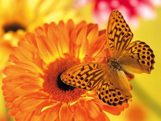 wallpapers: Butterfly Desktop Backgrounds