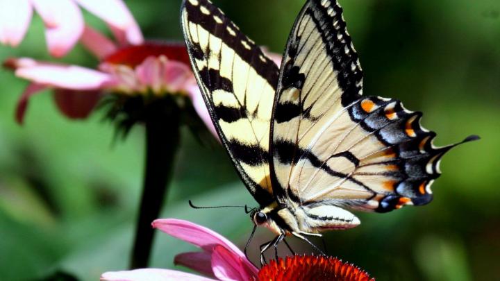nature, Butterflies Wallpapers HD \/ Desktop and Mobile Backgrounds