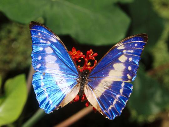 Hd Butterfly Desktop Wallpapers | Hasnat wallpapers, Free Beautiful 