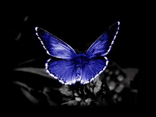 wallpapers: Butterfly Desktop Backgrounds