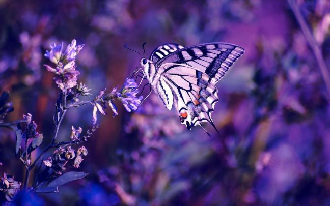 Free Wallpapers Butterflies