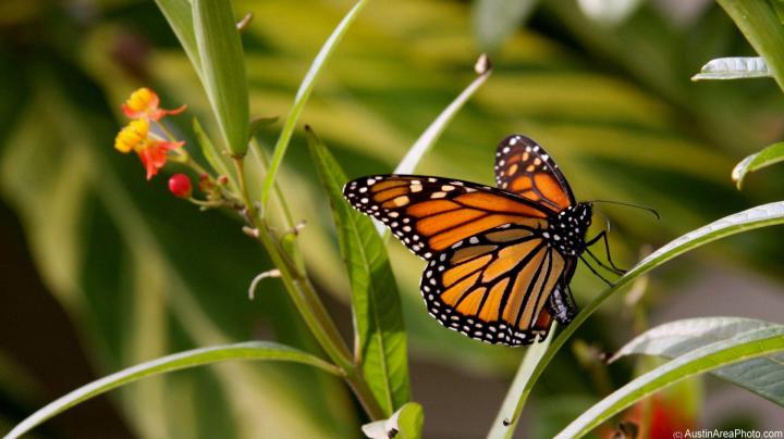 Monarch Butterfly Wallpapers