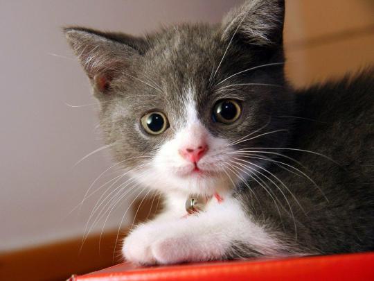 Cat Desktop Wallpaper