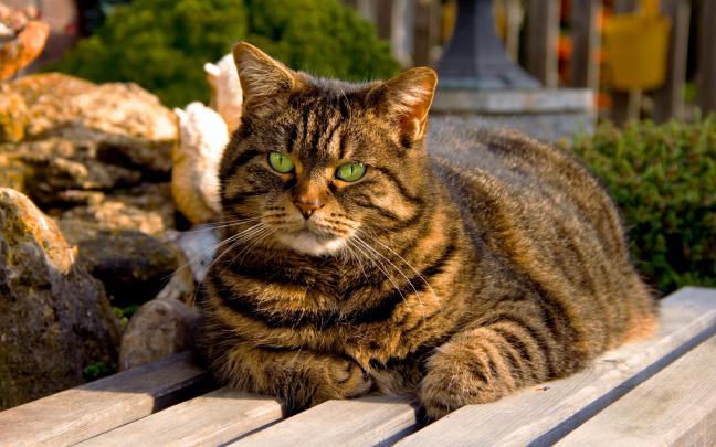 wallpapers cats hd - HD Desktop Wallpapers