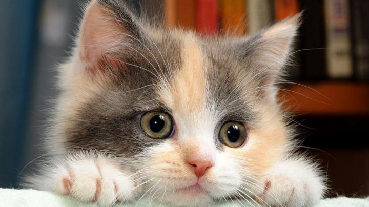 Free Cat Wallpapers For Desktop