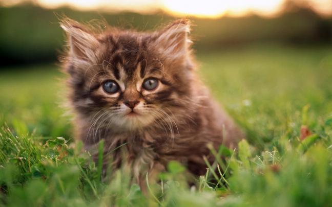 Cute Cat HD Desktop Wallpaper | Best HD Desktop Wallpapers