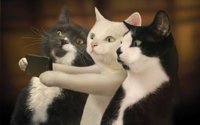 Funny Cat Backgrounds, Pictures, Images
