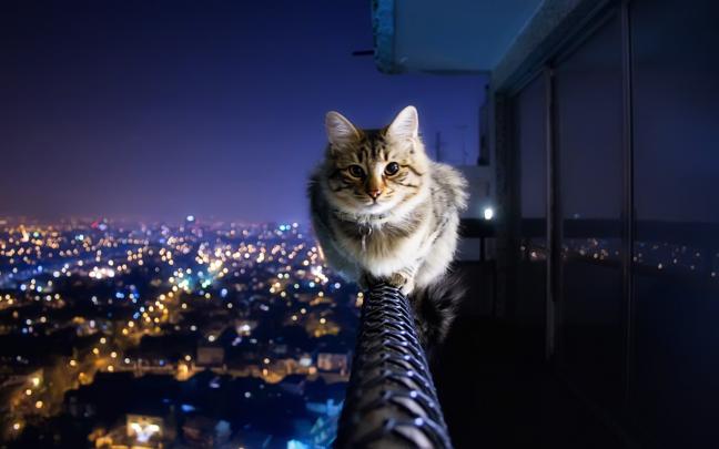 Cat Backgrounds Desktop