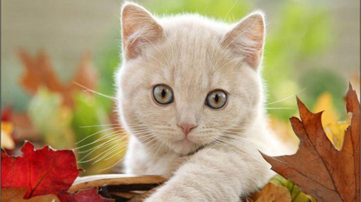 Free Cat Wallpapers For Desktop