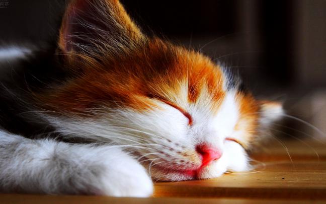 Very Funny Cats Awesome Wallpapers HD \/ Desktop and Mobile Backgrounds