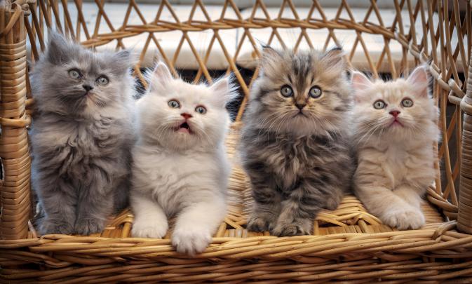 kitten, Baby, Cat Wallpapers HD \/ Desktop and Mobile Backgrounds