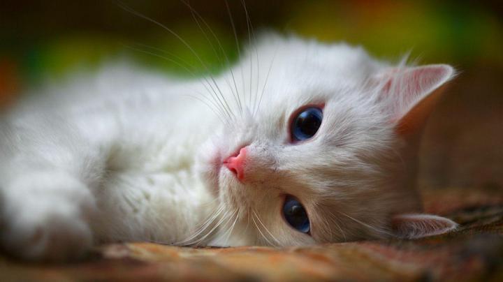 Free Cat Wallpapers For Desktop