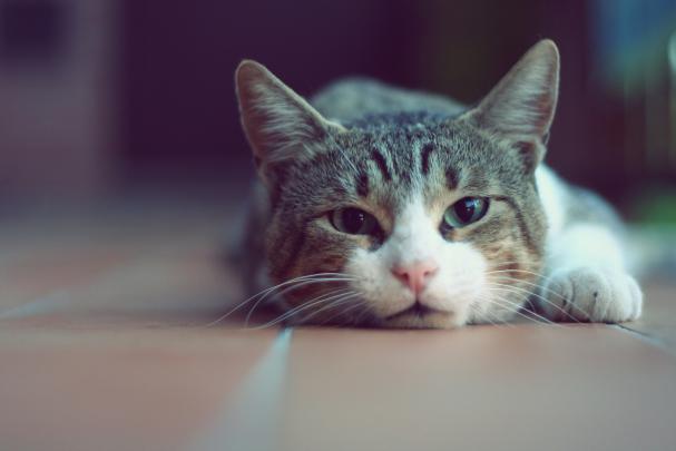 Funny Cat Wallpapers for Desktop (69+ images)