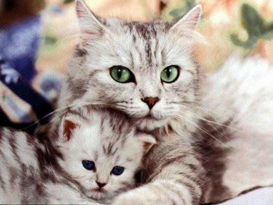 Free Cat Wallpapers For Desktop