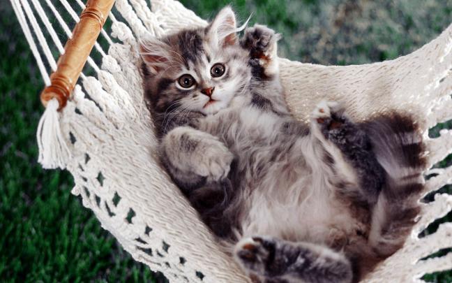 Funny Cat Desktop Wallpapers