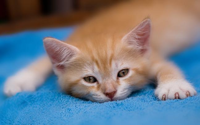 Computer Wallpaper Spring Cats -