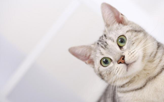 Free Desktop Wallpapers Cats