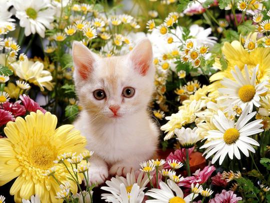 Cute White Cat Wallpapers For Desktop