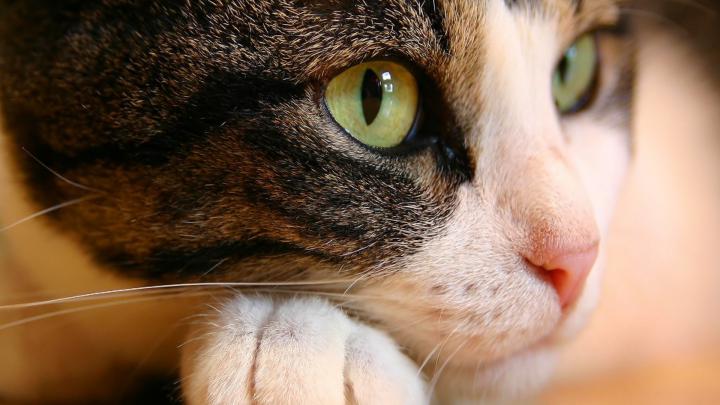 Cat Wallpapers Desktop (73+ background pictures)