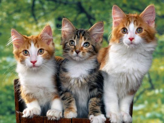 Best Desktop HD Wallpaper - Cat Desktop wallpapers