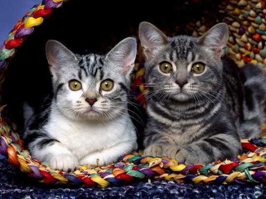 Best Desktop HD Wallpaper: Cat Desktop wallpapers