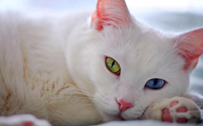 Cute White Cat Desktop Wallpapers HD \/ Desktop and Mobile Backgrounds