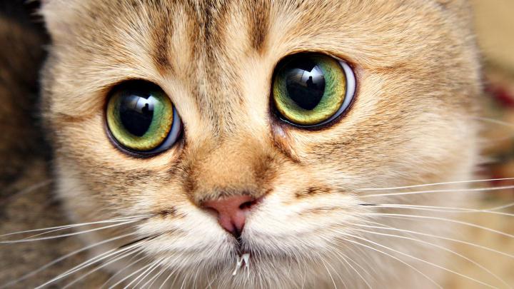 Cats Desktop Wallpaper - Wallpaper, High Definition, High Quality 
