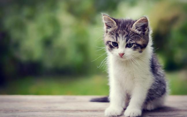 Kitten Wallpaper for Desktop (64+ images)