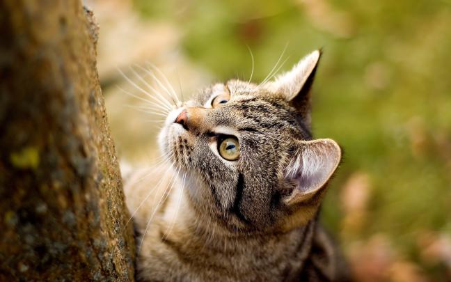 cat forest - HD Desktop Wallpapers