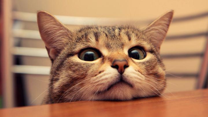 Funny Cat Desktop Wallpaper \u00b7\u2460 