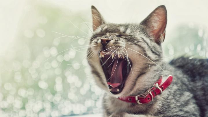 cat yawning - HD Desktop Wallpapers