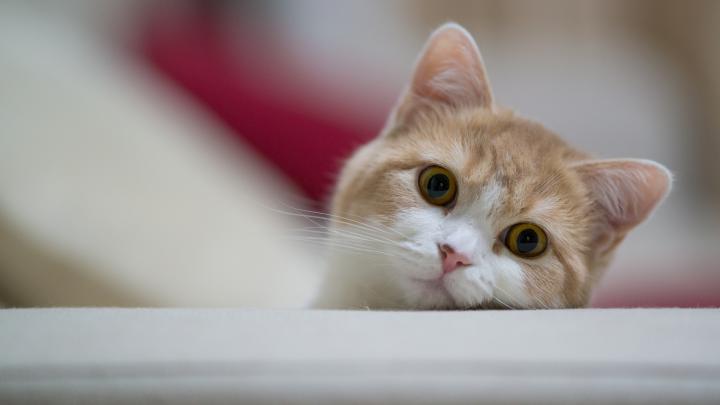 Cat Backgrounds Desktop