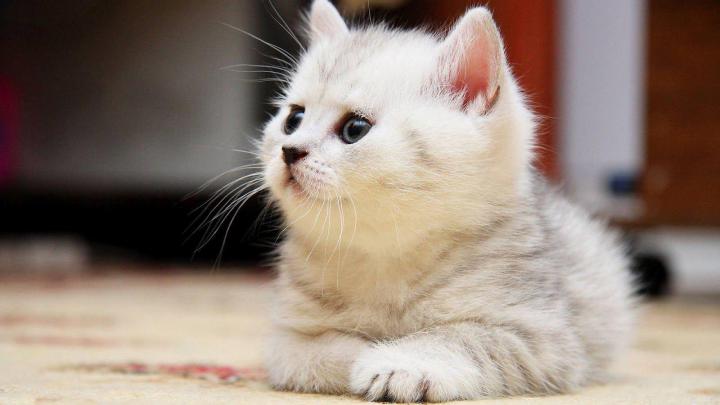 Free Desktop Wallpapers Cats