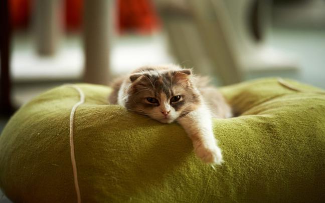 Cat Desktop Wallpaper - Wallpaper, High Definition, High Quality 