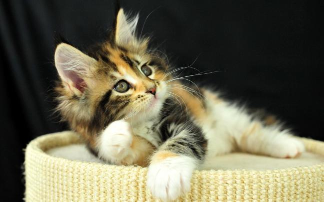 mobile wallpaper cat - HD Desktop Wallpapers