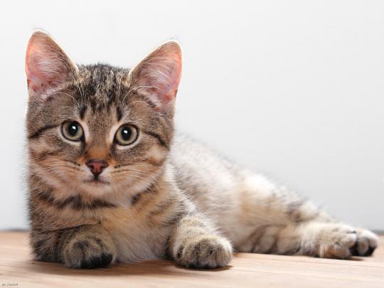 cat desktop - HD Desktop Wallpapers