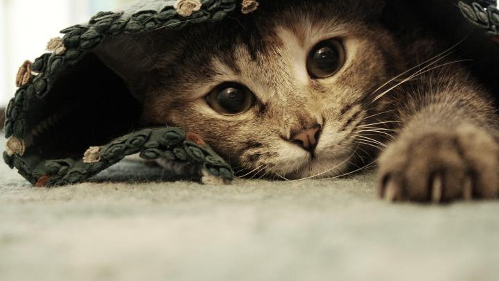 Cat Backgrounds Desktop