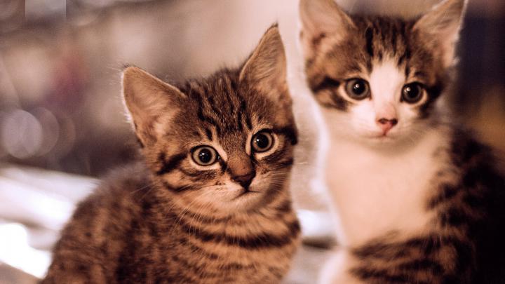 cat, Animals Wallpapers HD \/ Desktop and Mobile Backgrounds
