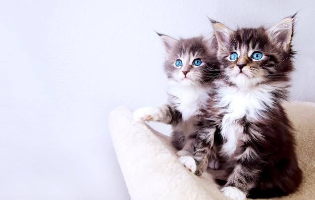 Cute Baby Cats Wallpapers HD \/ Desktop and Mobile Backgrounds