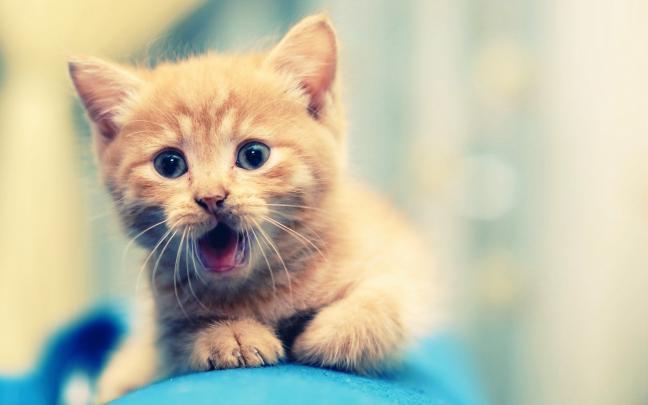 animals, Nature, Cat Wallpapers HD \/ Desktop and Mobile Backgrounds