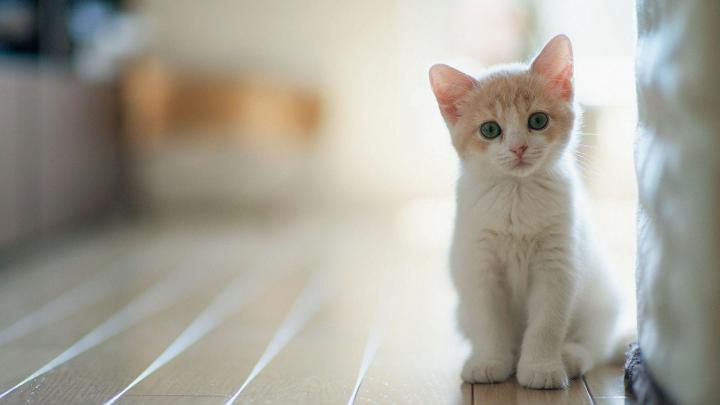 Kitten Wallpaper for Desktop (64+ images)