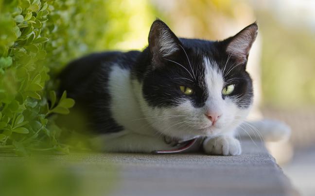 cute cats wallpaper hd - HD Desktop Wallpapers