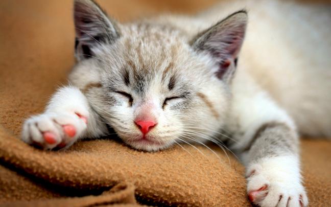 cute baby cats wallpaper - HD Desktop Wallpapers