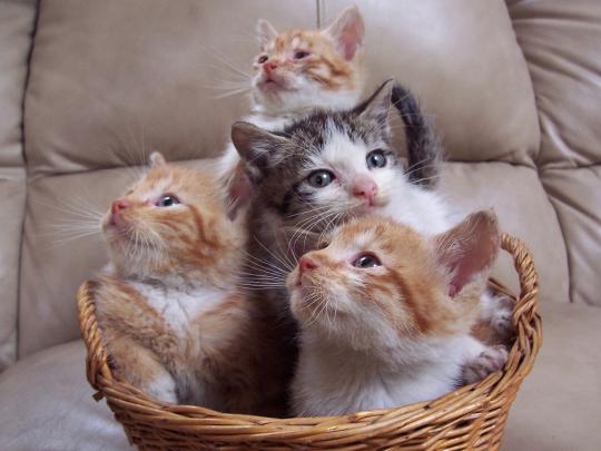 The Wallpaper Backgrounds..: Cat Desktop Wallpaper
