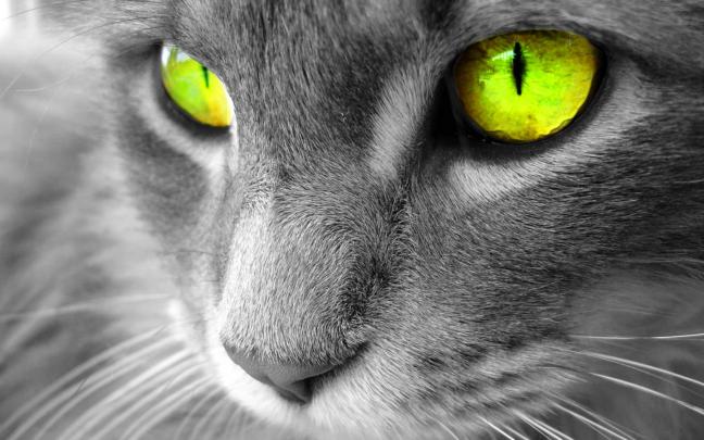 Best Desktop HD Wallpaper - Cat Desktop wallpapers