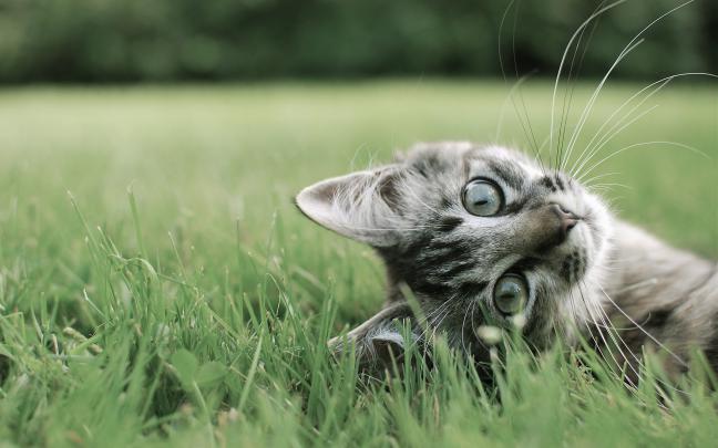kitten cat cute - HD Desktop Wallpapers