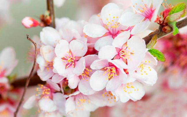 White Cherry Blossom Wallpapers