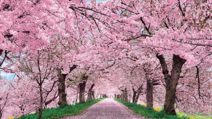 Cherry Blossom Desktop Wallpaper \u00b7\u2460 