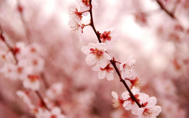 Cherry Blossom Desktop Wallpapers