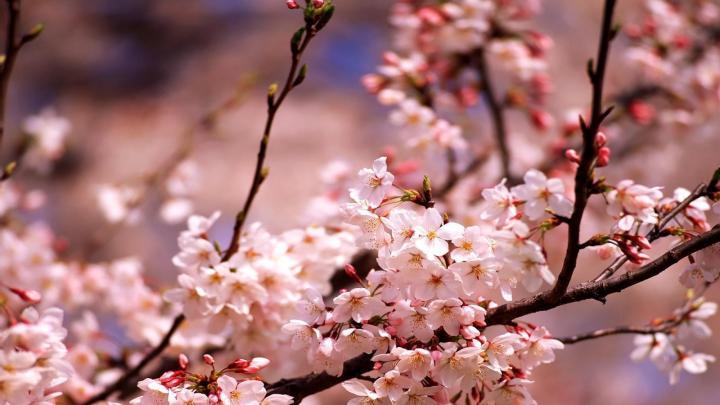 Cherry Blossom Wallpapers